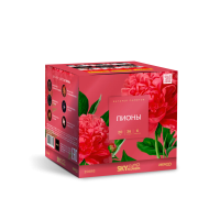 Пионы Салют купить в Астрахани | astrahan.salutsklad.ru